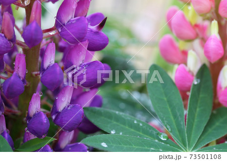 ルピナスの紫色の花と雨雫 ルピナスの紫色の花と雨雫 73501108
