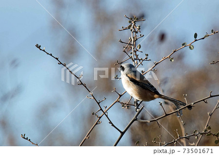 モズの中では少し大きめのタカサゴモズ 怪傑ゾロのような黒マスク モズの中では少し大きめのタカサゴモズ 怪傑ゾロのような黒マスク 73501671