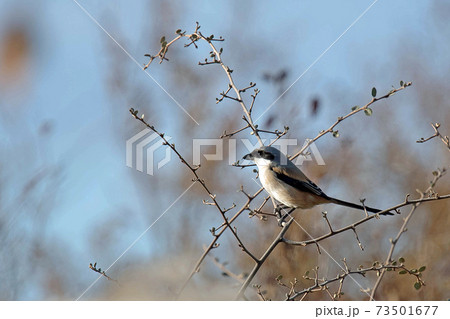 モズの中では少し大きめのタカサゴモズ　怪傑ゾロのような黒マスク 73501677