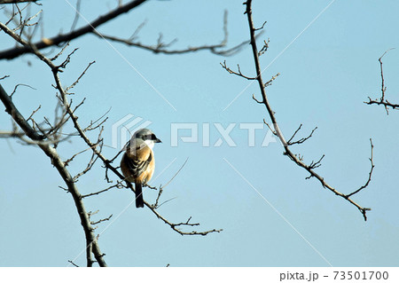 モズの中では少し大きめのタカサゴモズ 怪傑ゾロのような黒マスク モズの中では少し大きめのタカサゴモズ 怪傑ゾロのような黒マスク 73501700