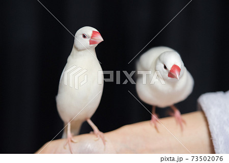 白文鳥】手乗り文鳥 2羽並びの写真素材 [73502076] - PIXTA