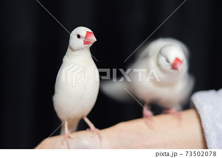 【白文鳥】手乗り文鳥 2羽並び 【白文鳥】手乗り文鳥 2羽並び 73502078