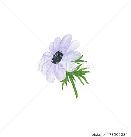 White anemone flower delicate watercolor floral illustration in vintage style, perfect for greeting card, banner, wedding invitation and accessories, Easter holiday, Mother's day decor White anemone flower delicate watercolor floral illustration in vintage style, perfect for greeting card, banner, wedding invitation and accessories, Easter holiday, Mother's day decor 73502084