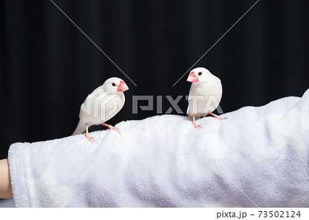 【白文鳥】手乗り文鳥　2羽並び 73502124