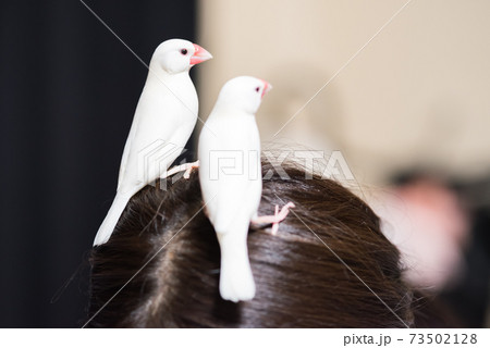 白文鳥 頭の上に乗る文鳥の写真素材