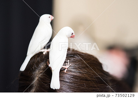 【白文鳥】頭の上に乗る文鳥 【白文鳥】頭の上に乗る文鳥 73502129