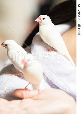 白文鳥 手乗り文鳥 肩の上に3羽並びの写真素材