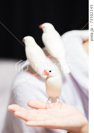 【白文鳥】手乗り文鳥　肩の上に3羽並び 73502145