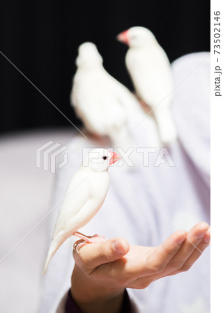 【白文鳥】手乗り文鳥　肩の上に3羽並び 73502146