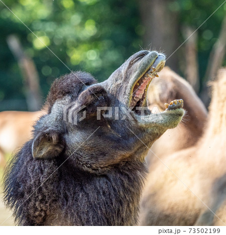 Bactrian camel, Camelus bactrianus in a german zoo Bactrian camel, Camelus bactrianus in a german zoo 73502199