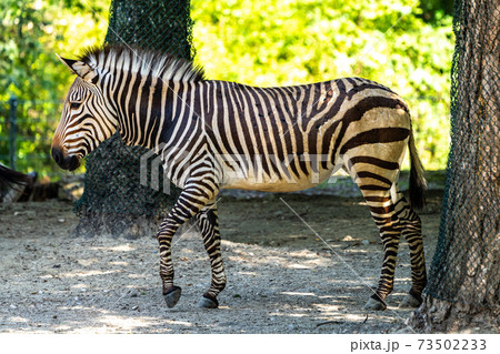 Hartmann's Mountain Zebra, Equus zebra hartmannae. An endangered zebra Hartmann's Mountain Zebra, Equus zebra hartmannae. An endangered zebra 73502233