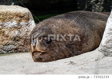 The South American sea lion, Otaria flavescens in the zoo The South American sea lion, Otaria flavescens in the zoo 73502234