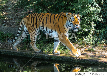 The Siberian tiger,Panthera tigris altaica in a park The Siberian tiger,Panthera tigris altaica in a park 73502235