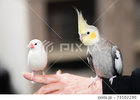白文鳥 文鳥とオカメインコの2羽並びの写真素材 白文鳥 文鳥とオカメインコの2羽並びの写真素材