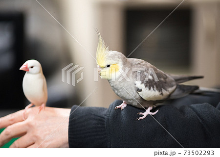 白文鳥 文鳥とオカメインコの2羽並びの写真素材 白文鳥 文鳥とオカメインコの2羽並びの写真素材