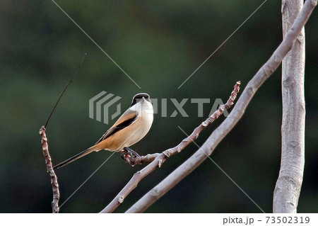 モズの中では少し大きめのタカサゴモズ 怪傑ゾロのような黒マスク モズの中では少し大きめのタカサゴモズ 怪傑ゾロのような黒マスク 73502319
