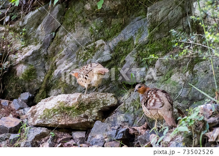 【野鳥】コジュケイの夫婦 【野鳥】コジュケイの夫婦 73502526