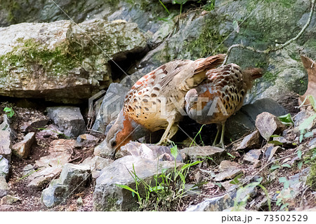 【野鳥】コジュケイの夫婦 【野鳥】コジュケイの夫婦 73502529