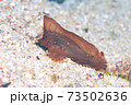 ツマジロオコゼ 73502636
