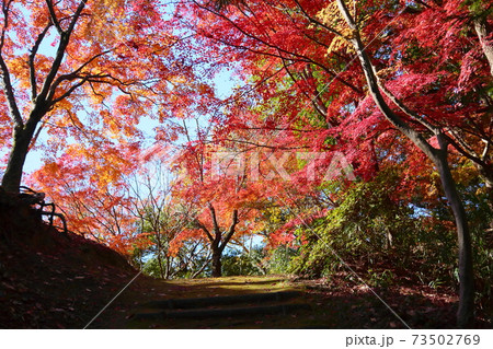 晩秋の風情 カエデ紅葉 晩秋の風情 カエデ紅葉 73502769