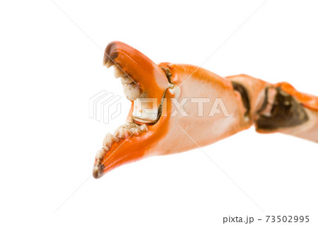 Crab Claw 73502995