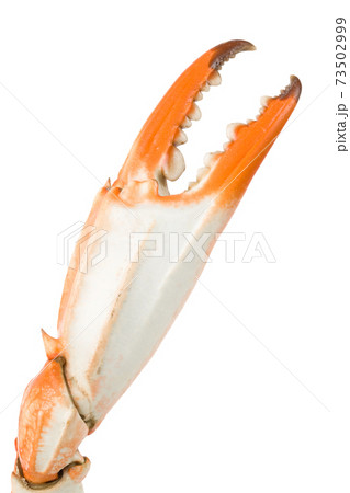 Crab Claw Crab Claw 73502999
