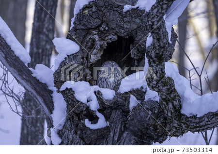 厳冬の雪と森の賢者フクロウ 73503314
