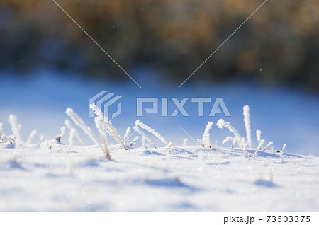 北海道の冬の植物 北海道の冬の植物 73503375