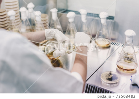 Female scientist working with laminar flow at corona virus vaccine development laboratory research facility. 73503482