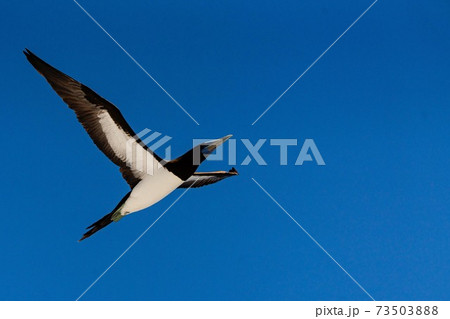 大空を羽ばたくカツオドリ 73503888