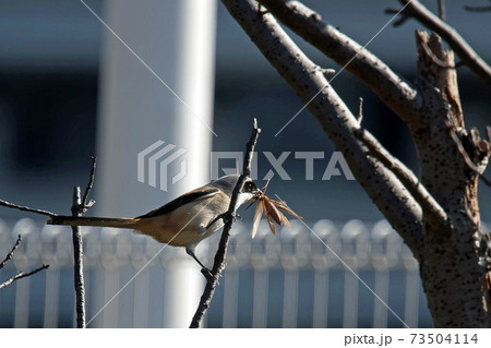 モズの中では少し大きめのタカサゴモズ　怪傑ゾロのような黒マスク 73504114