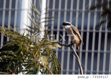 モズの中では少し大きめのタカサゴモズ　怪傑ゾロのような黒マスク 73504127