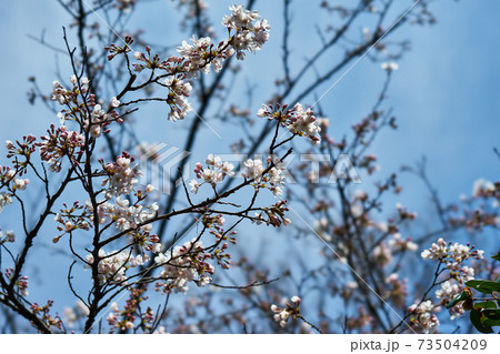 神奈川県川崎市多摩区 生田緑地の桜の写真素材