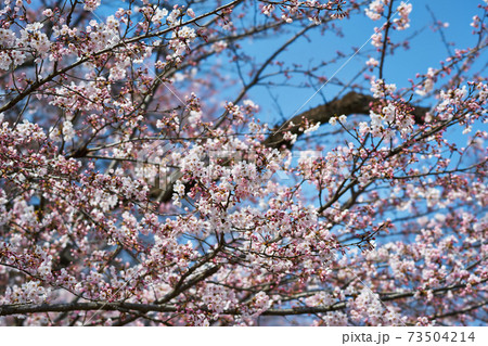 神奈川県川崎市多摩区 生田緑地の桜の写真素材