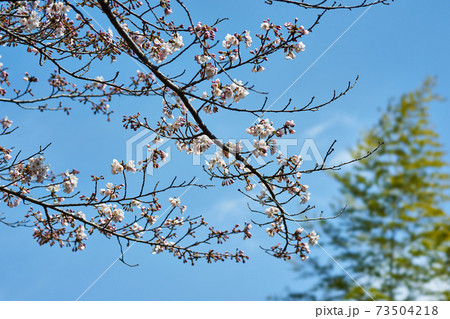 神奈川県川崎市多摩区 生田緑地の桜の写真素材