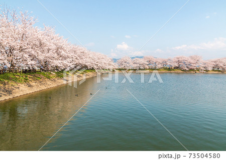 奈良　唐古鍵遺跡公園の桜 73504580