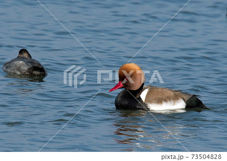 稀にやって来る水鳥のアカハシハジロ　名前の如くクチバシが赤く頭の形に特徴がある綺麗なカモです 73504828