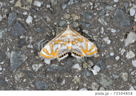 キオビミズメイガ(岡山県・新見市) キオビミズメイガ(岡山県・新見市) 73504858