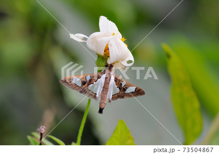 アコウノメイガ（沖縄県・石垣島） 73504867