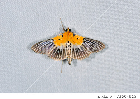 ハグルマノメイガ（沖縄県・石垣島） 73504915