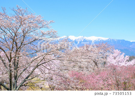 桜と中央アルプス(中川村:大草城址公園にて) 桜と中央アルプス(中川村:大草城址公園にて) 73505153