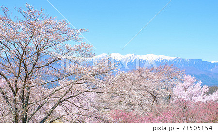 桜と中央アルプス(中川村:大草城址公園にて) 桜と中央アルプス(中川村:大草城址公園にて) 73505154