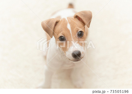 ジャックラッセルテリア 仔犬の写真素材
