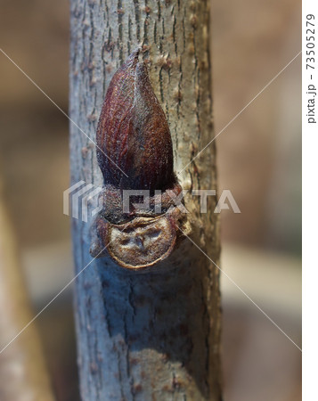 フジの冬芽と葉痕(葉の落ちたあと) ユニークな顔に見える フジの冬芽と葉痕(葉の落ちたあと) ユニークな顔に見える 73505279