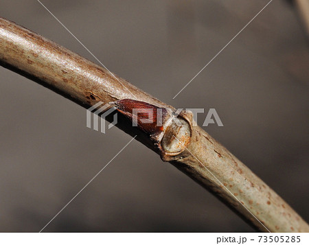 フジの冬芽と葉痕（葉の落ちたあと）　とんがり帽子の顔に見える 73505285