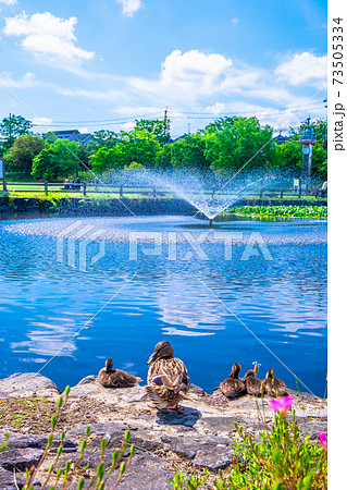 打上川治水緑地公園と合鴨の親子 打上川治水緑地公園と合鴨の親子 73505334