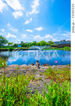 打上川治水緑地公園と合鴨の親子 73505335