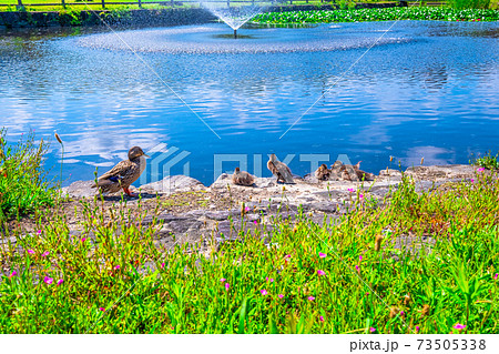 打上川治水緑地公園と合鴨の親子 打上川治水緑地公園と合鴨の親子 73505338
