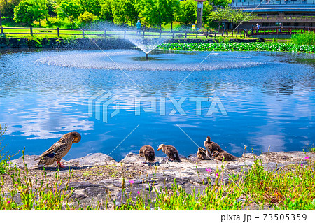打上川治水緑地公園と合鴨の親子 73505359