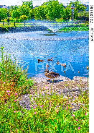 打上川治水緑地公園と合鴨の親子 打上川治水緑地公園と合鴨の親子 73505360